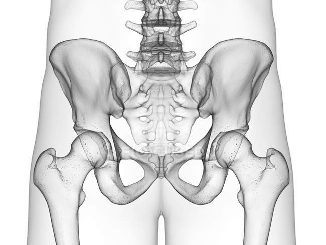 Ossos do quadril em raio-x ilustração digital do corpo humano . — Fotografia de Stock
