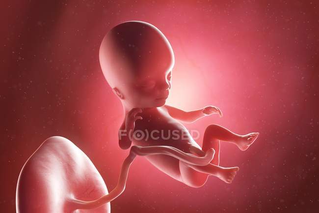 Foetus humain à la semaine 14, illustration par ordinateur . — Photo de stock