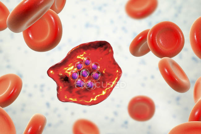 Plasmodium ovale Protozoen-Parasit und rote Blutkörperchen im Fluss, Computerillustration. — Stockfoto