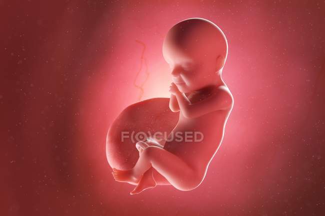 Foetus humain à la semaine 30, illustration par ordinateur . — Photo de stock