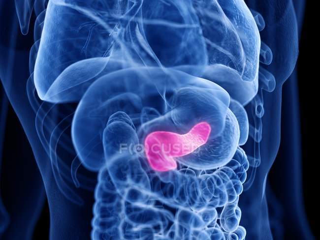 Pancreas di colore rosa nel corpo umano maschile, illustrazione digitale . — Foto stock
