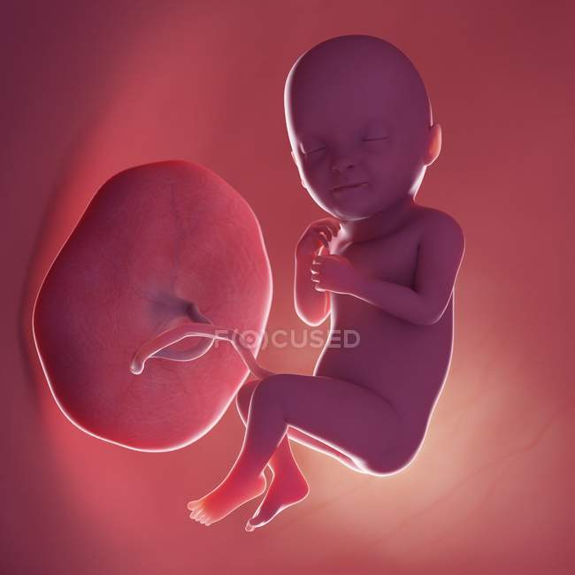 Fœtus humain réaliste à la semaine 33, illustration par ordinateur . — Photo de stock
