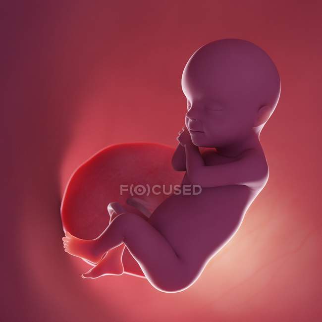 Fœtus humain réaliste à la semaine 30, illustration par ordinateur . — Photo de stock