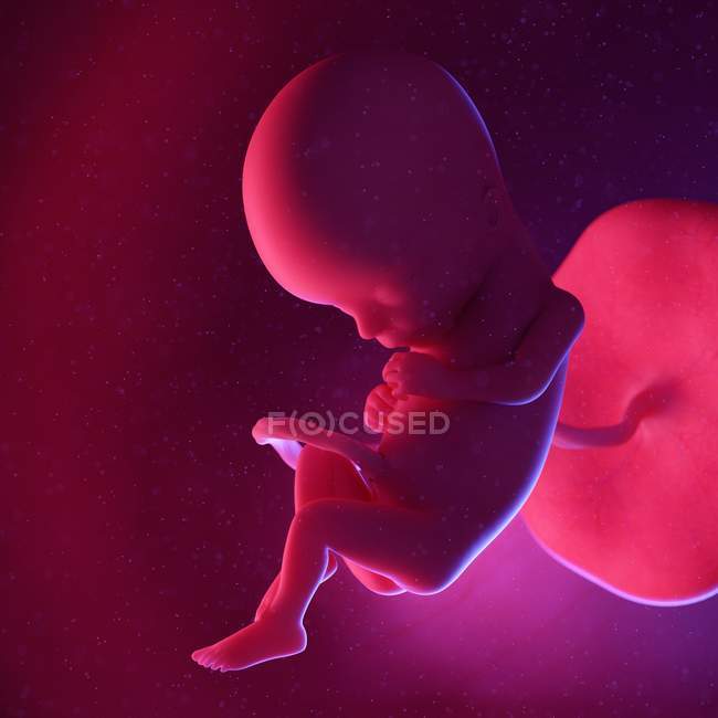 Fœtus humain à la semaine 15, illustration numérique multicolore . — Photo de stock
