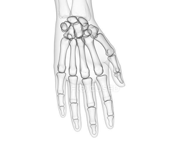 Bones of human hand, x-ray computer illustration. — Stock Photo