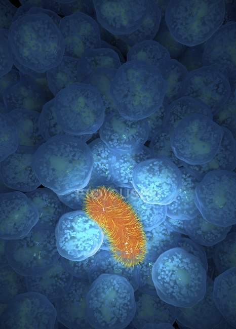 Ilustración informática de bacterias rodeadas de glóbulos blancos neutrófilos.. - foto de stock