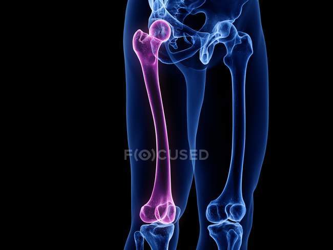 Чоловічі скелетні ноги з видимими кістками стегнової кістки, комп'ютерна ілюстрація . — стокове фото