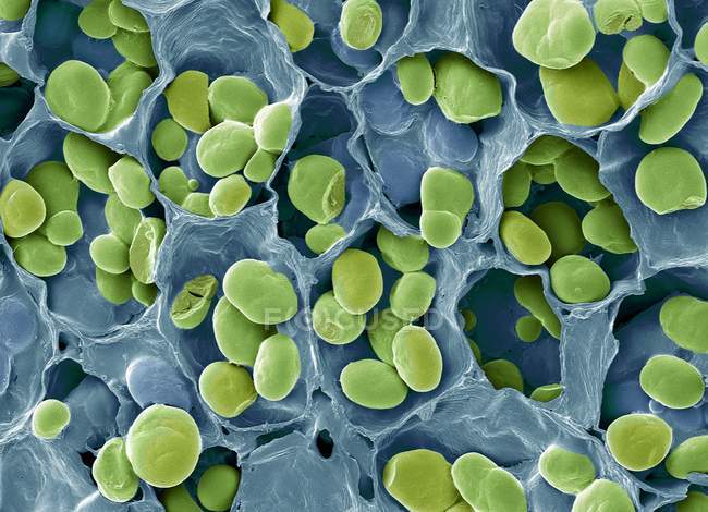 Colored scanning electron micrograph of starch grains in seed of legume. — Stock Photo