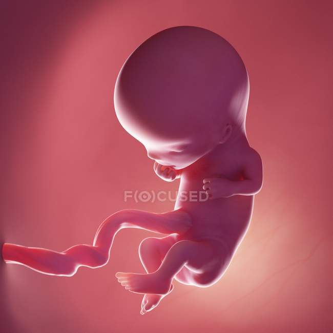 Людський плід на 11 тижні, реалістична цифрова ілюстрація . — стокове фото