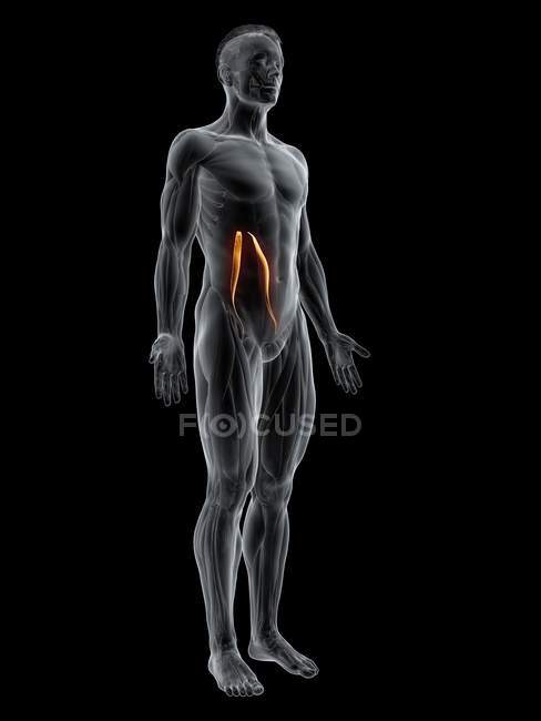 Figura masculina abstrata com músculo menor detalhado Psoas, ilustração digital . — Fotografia de Stock