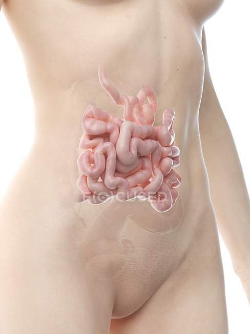 Figura anatomica femminile con intestino tenue dettagliato, illustrazione al computer . — Foto stock
