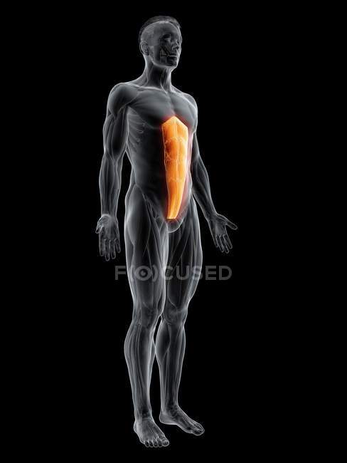Figura maschile astratta con muscolo addominale Rectus dettagliato, illustrazione digitale . — Foto stock