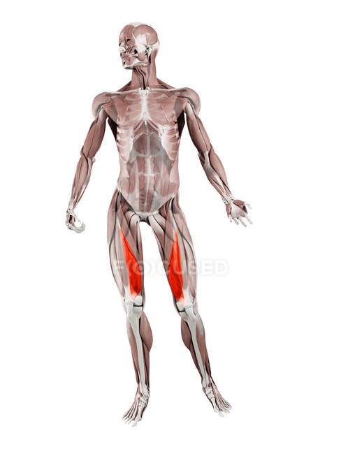 Figure masculine physique avec muscle Vastus medialis détaillé, illustration numérique . — Photo de stock
