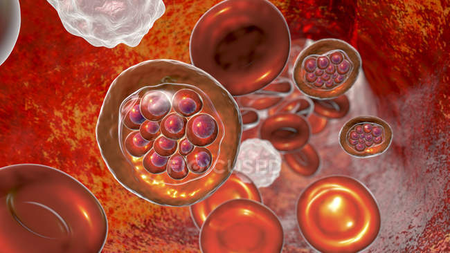 Протозоа плазмодия вивакса внутри кровеносных сосудов, цифровая иллюстрация
. — стоковое фото