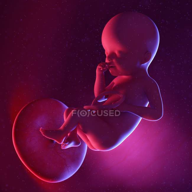 Foetus humain à la semaine 25, illustration numérique multicolore . — Photo de stock