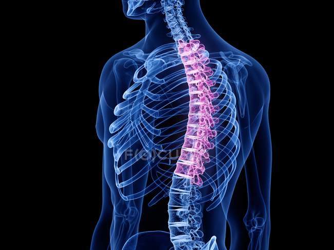 Transparent male silhouette with colored thoracic spine, computer illustration. — Stock Photo