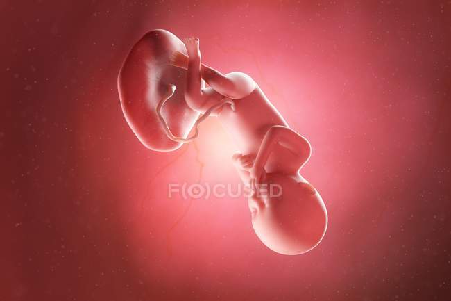 Foetus humain à la semaine 36, illustration par ordinateur . — Photo de stock