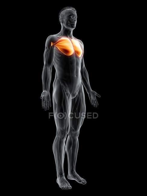 Abstract male figure with detailed Pectoralis major muscle, digital illustration. — Stock Photo