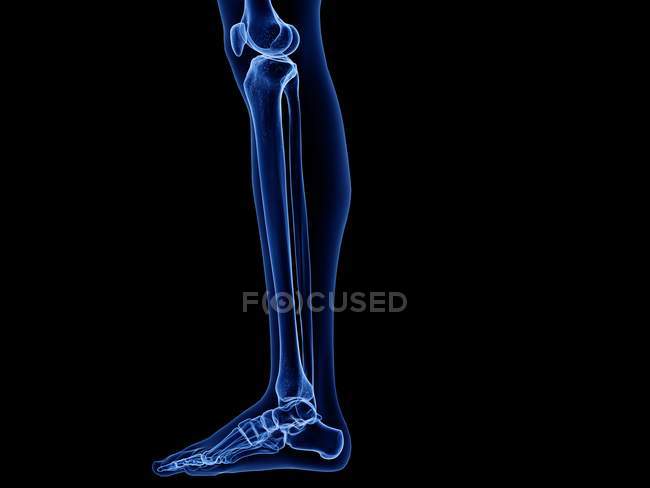 Ossa inferiori delle gambe nell'illustrazione al computer a raggi X del corpo umano
. — Foto stock