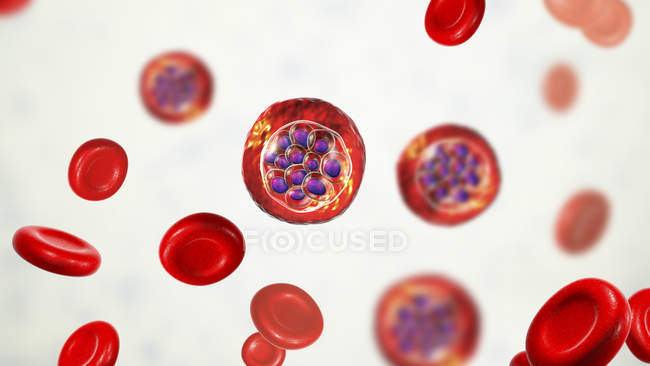 Plasmodium vivax protozoos y glóbulos rojos, ilustración digital
. - foto de stock