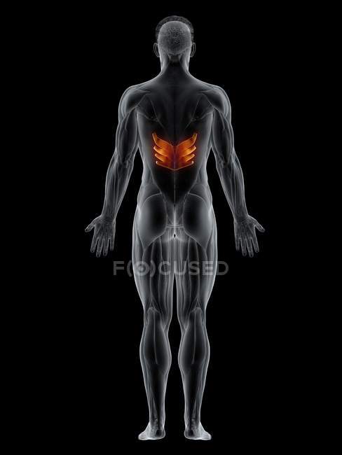 Männlicher Körper mit sichtbarem farbigem Serratus posterior inferior Muskel, Computerillustration. — Stockfoto