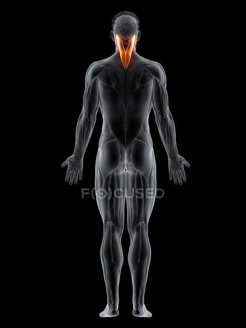 Чоловіче тіло з видимими кольоровими м'язами Splenius capitis, комп'ютерна ілюстрація . — стокове фото
