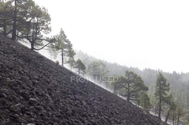 Canarian pine trees growing on hills of La Palma, Canary Islands. — Stock Photo