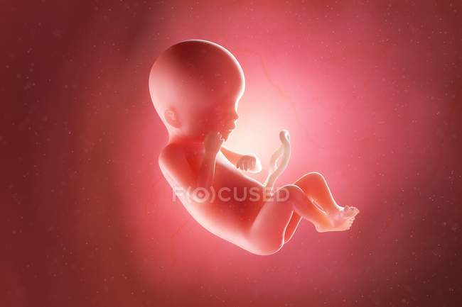 Foetus humain à la semaine 19, illustration par ordinateur . — Photo de stock