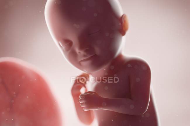 Реалістичний людський плід на 33 тижні, комп'ютерна ілюстрація . — стокове фото