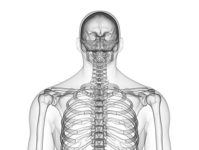 Абстрактный мужской силуэт с видимой верхней частью скелета, компьютерная иллюстрация . — стоковое фото