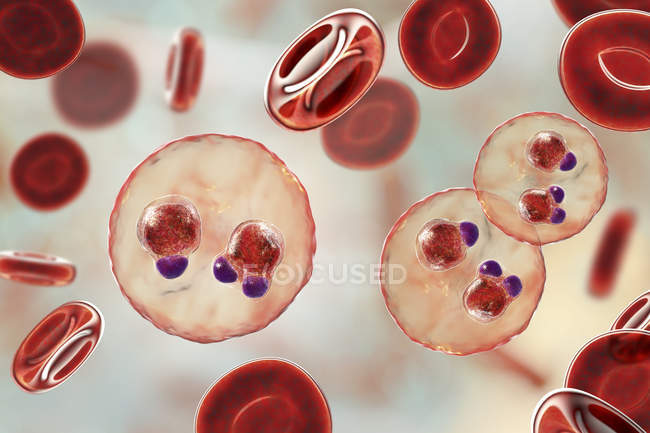 Protozoi Plasmodium falciparum, agente causale della malaria tropicale nei globuli rossi, illustrazione digitale
. — Foto stock
