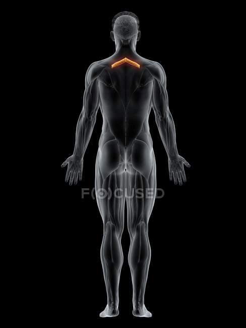 Corpo masculino com músculo Rhomboid menor colorido visível, ilustração do computador . — Fotografia de Stock