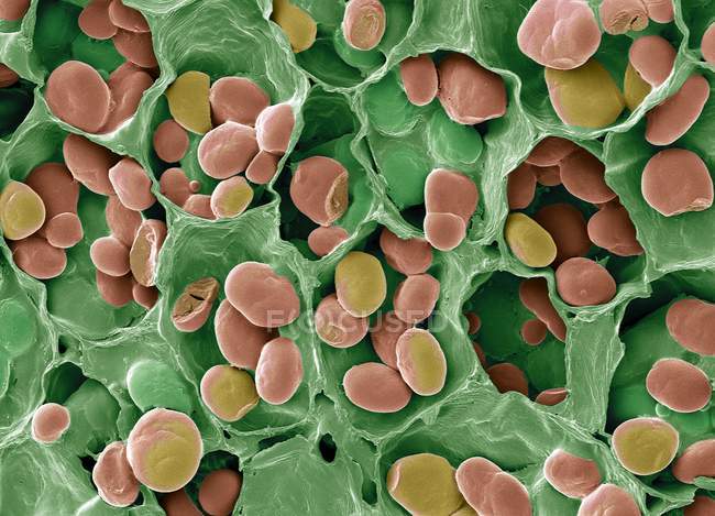 Colored scanning electron micrograph of starch grains in seed of legume. — Stock Photo