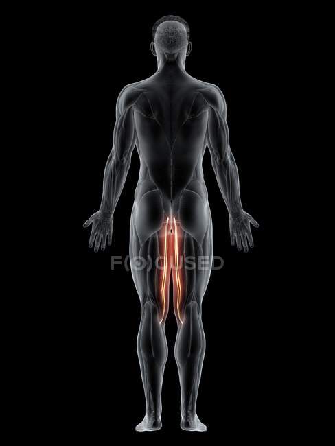 Männlicher Körper mit sichtbarem farbigen Gracilis-Muskel, Computerillustration. — Stockfoto