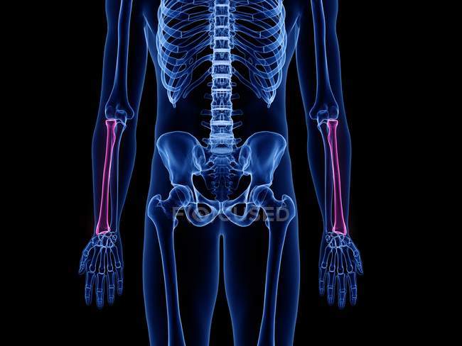 Huesos de radio en el esqueleto del cuerpo humano, ilustración por computadora . - foto de stock
