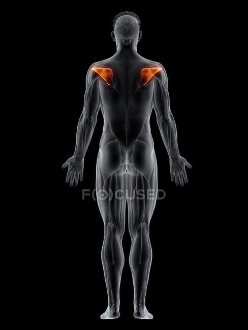 Männlicher Körper mit sichtbarem farbigem Infraspinatus-Muskel, Computerillustration. — Stockfoto