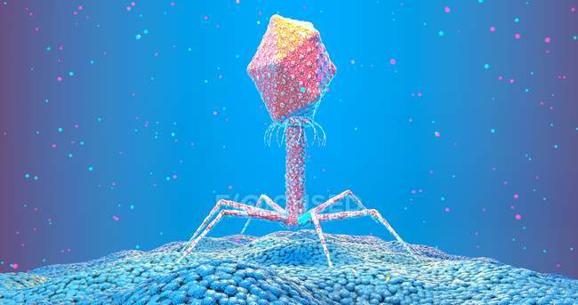Дигітогенна ілюстрація миттєвого бактеріофагу, що приземляється на поверхню бактерії.. — стокове фото