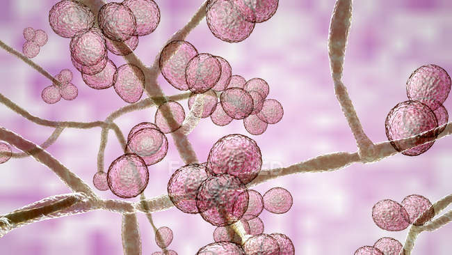 3d ilustración digital de hongos unicelulares levadura Candida auris . - foto de stock