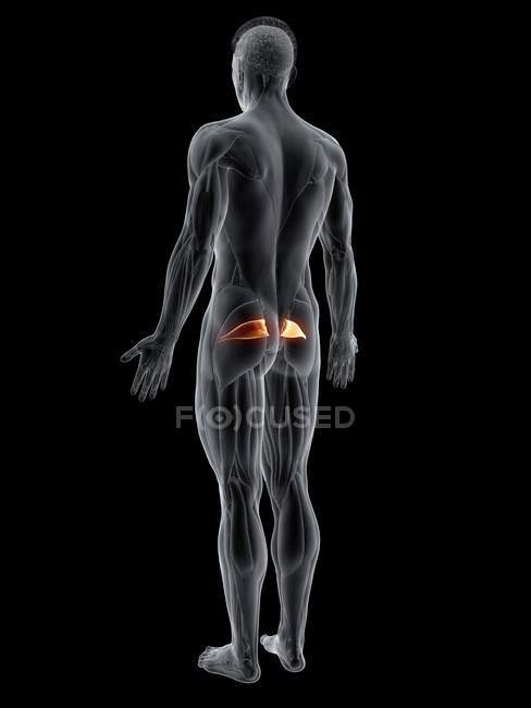 Abstrakte männliche Figur mit detaillierten Piriformis-Muskeln, Computerillustration. — Stockfoto