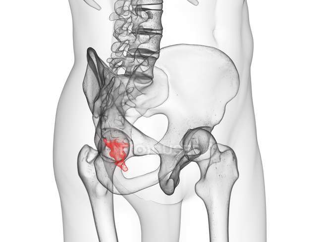 Partie squelette mâle avec coccyx visible, illustration informatique . — Photo de stock
