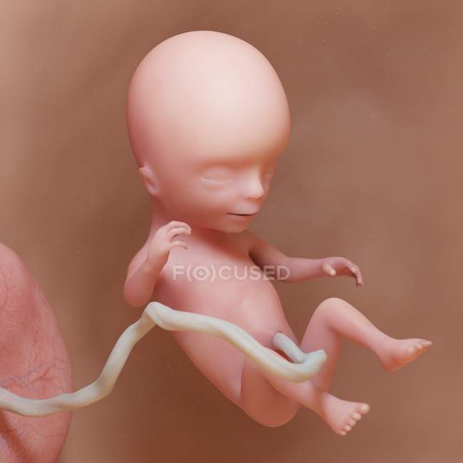 Feto umano alla settimana 14, illustrazione digitale realistica . — Foto stock