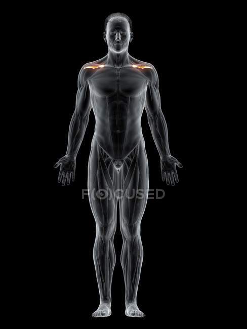 Abstrakter männlicher Körper mit detailliertem Supraspinatus-Muskel, Computerillustration. — Stockfoto