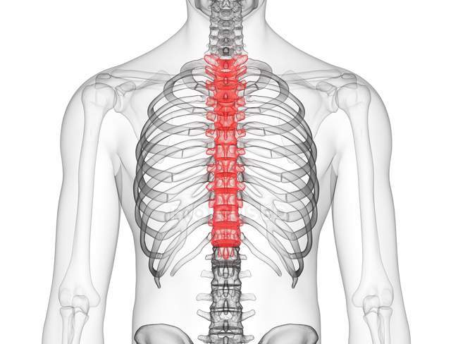Прозорий чоловічий силует з кольоровим грудним хребтом, комп'ютерна ілюстрація . — стокове фото