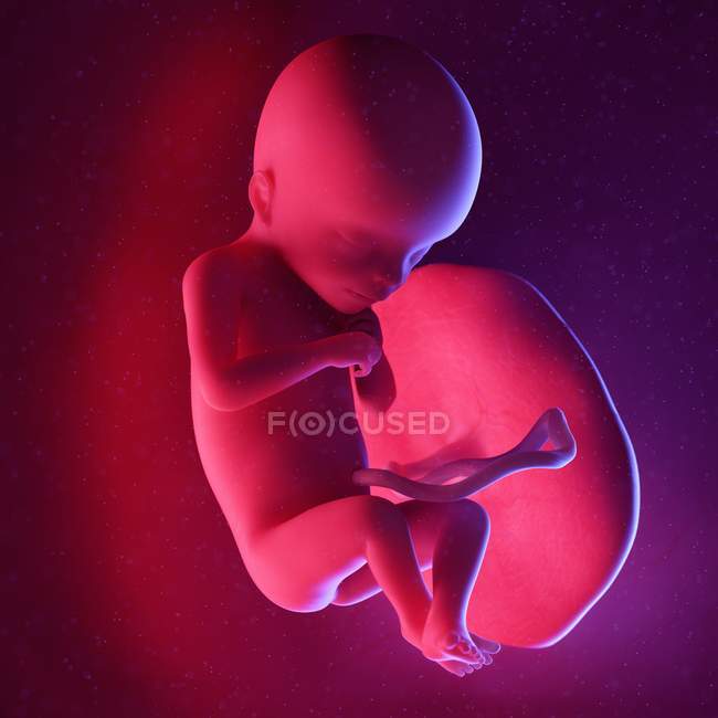 Foetus humain à la semaine 18, illustration numérique multicolore . — Photo de stock