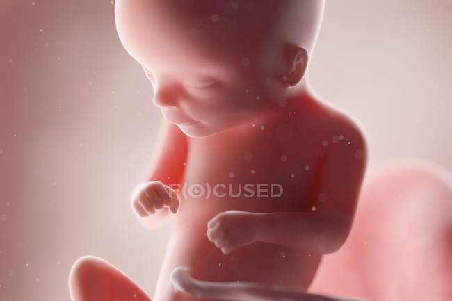 Fœtus humain réaliste à la semaine 16, illustration par ordinateur . — Photo de stock