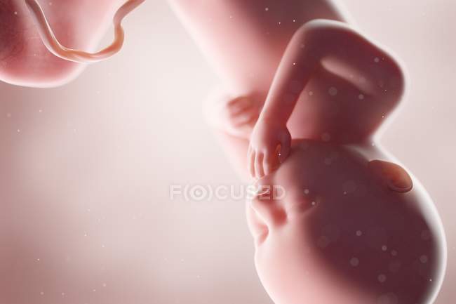 Fœtus humain réaliste à la semaine 36, illustration par ordinateur . — Photo de stock