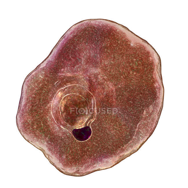 Plasmodium ovale protozoan, computer illustration. — Stock Photo