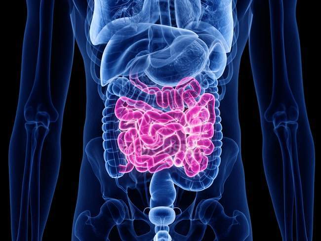 Cuerpo masculino anatómico con intestino delgado de color, ilustración por computadora . - foto de stock