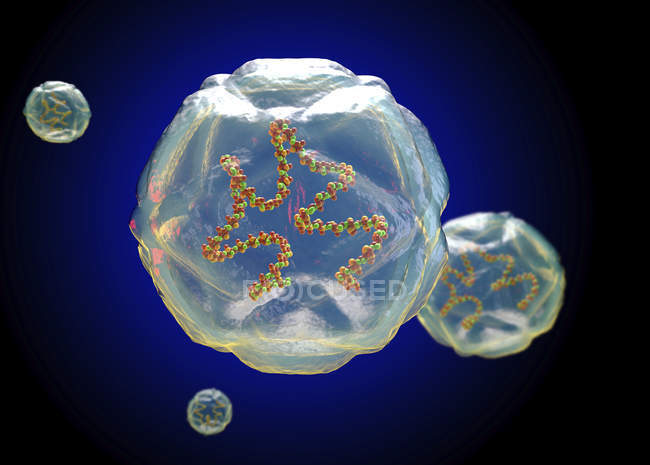 Digitale Illustration zeigt Struktur des Coxsackie-Virus, das Herzinfektionen, Pankreasinfektionen und Leberinfektionen verursacht. — Stockfoto