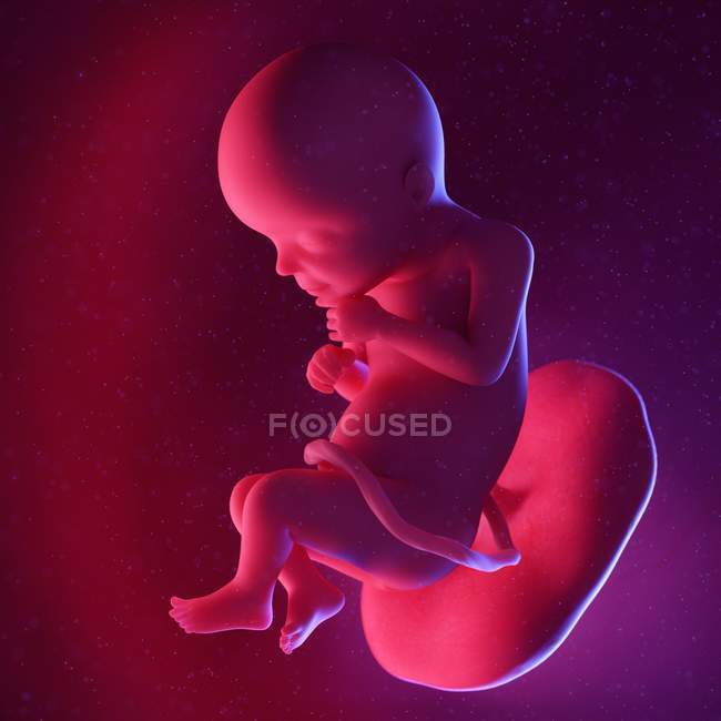 Foetus humain à la semaine 28, illustration numérique multicolore . — Photo de stock